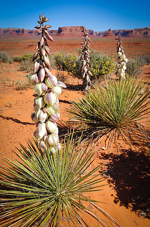 Yucca in Bloom, Valley of the Gods