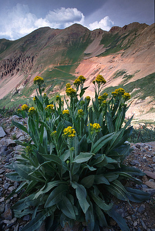 yarrow and mine road