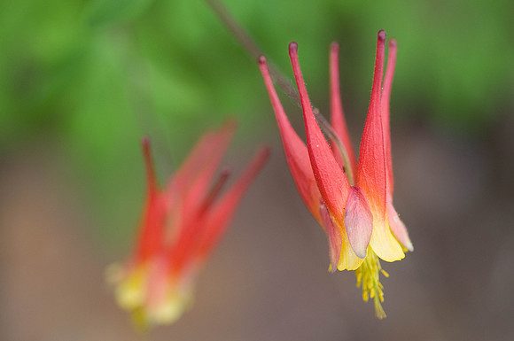 Red Columbine002