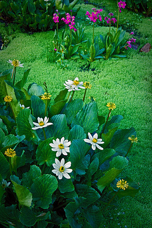 Marsh Marigold and Parry's Primrose