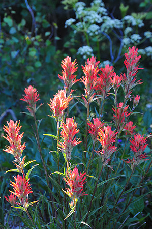 Echo Basin Wild-2010-31