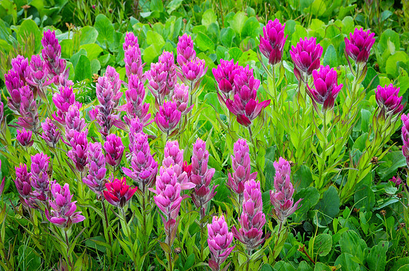 Wild Rosy and Pink Paintbrush-1