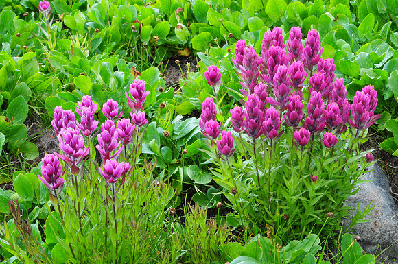 Paintbrush at 11,000 feet