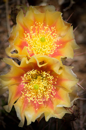 Cactus Blooming along the Comb