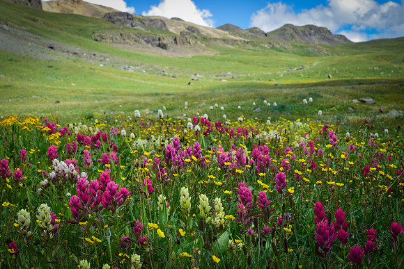 Paintbrush and varied Wilds. San Juan Nat'l Forest