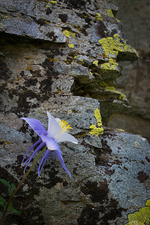 Wildflowers-2015-4