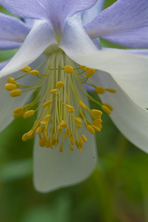 Wildflowers-2015-1