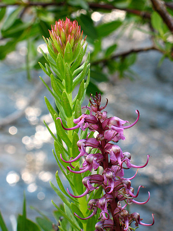 Wildflowers-2015-2