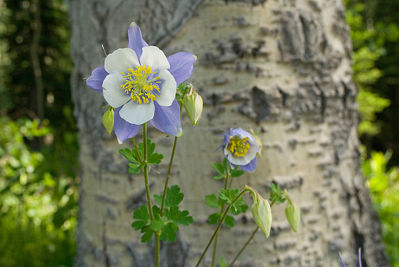 Wildflowers-2015-3
