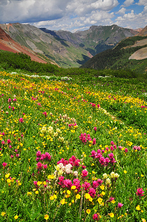 Wildflowers-2015-4