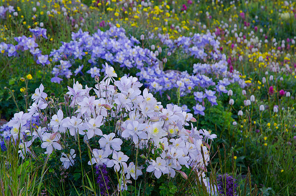 Wildflowers-2015-5