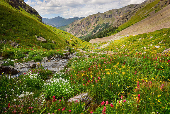 Wildflowers-2015-7