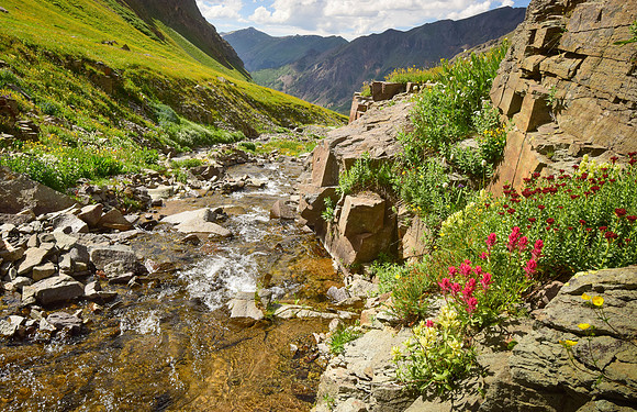 Wildflowers-2015-8