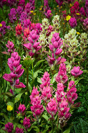 Wildflowers-2015-11