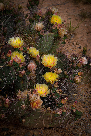 Yellow Cactus blooms along Comb Ridge