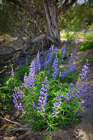 Cedar Mesa Wildflowers
