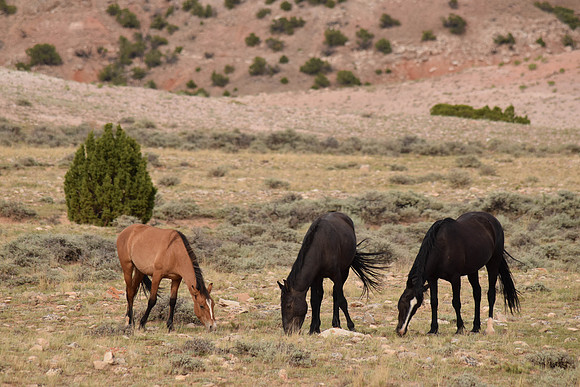 Pryor Mountain Wild Horses