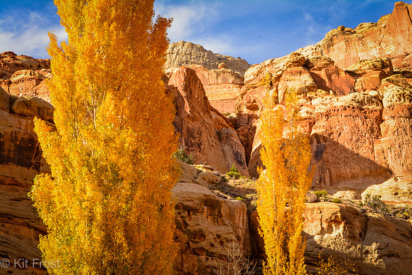 Wingate Sandstone and Poplars