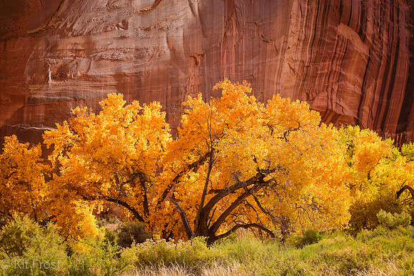 Cottonwood and Fruita Cliffs