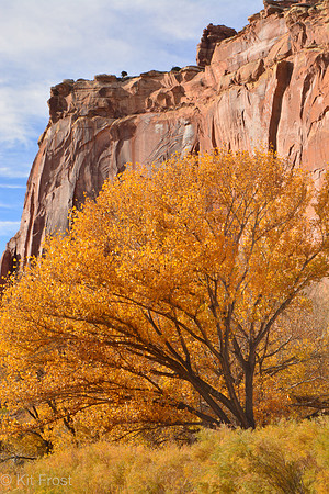 Golden Autumn in Capitol Reef