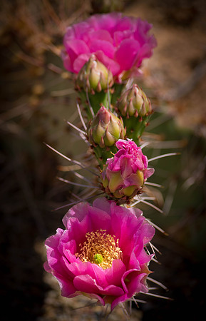 Wild cactus along the Comb