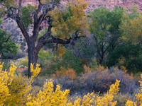 Autumn along Comb Ridge