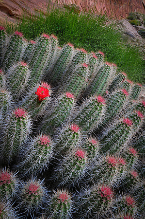 Butler Wash Claret Cactus