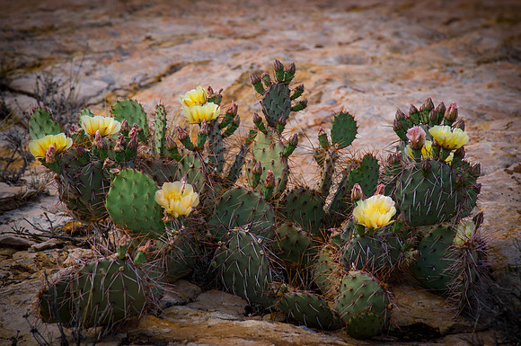 Bears Ears Cactus Blooms