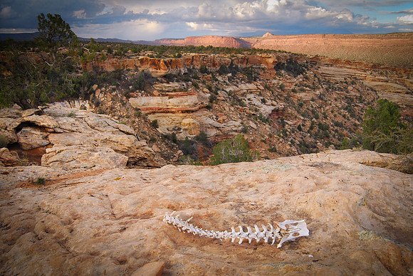 Life and Death on Cedar Mesa