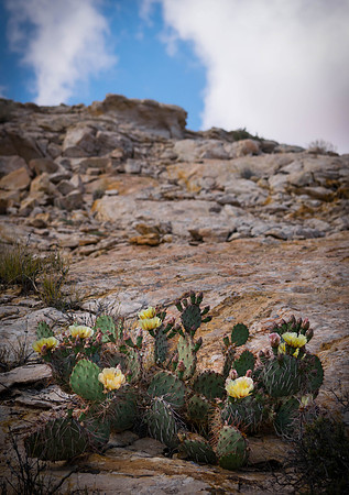 Cactus in Bloom along Comb Ridge