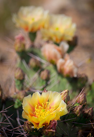 Cactus in Bloom, Comb Ridge