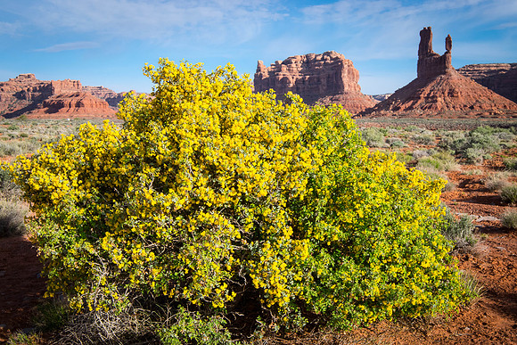 Valley of the Gods-Spring Bloom. Bears Ears National Monument